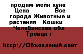 продам мейн куна › Цена ­ 15 000 - Все города Животные и растения » Кошки   . Челябинская обл.,Троицк г.